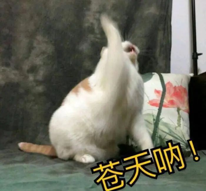 DƬ